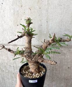 【現品限り】ボスウェリア・ネグレクタ 現地株 発根済み 2ヶ月管理【AA39】 Boswellia neglecta【植物】塊根植物 夏型 コーデックス