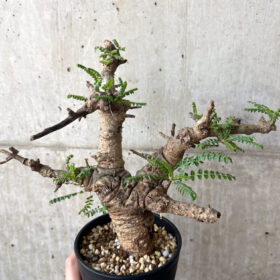 【現品限り】ボスウェリア・ネグレクタ 現地株 発根済み 2ヶ月管理【AA39】 Boswellia neglecta【植物】塊根植物 夏型 コーデックス