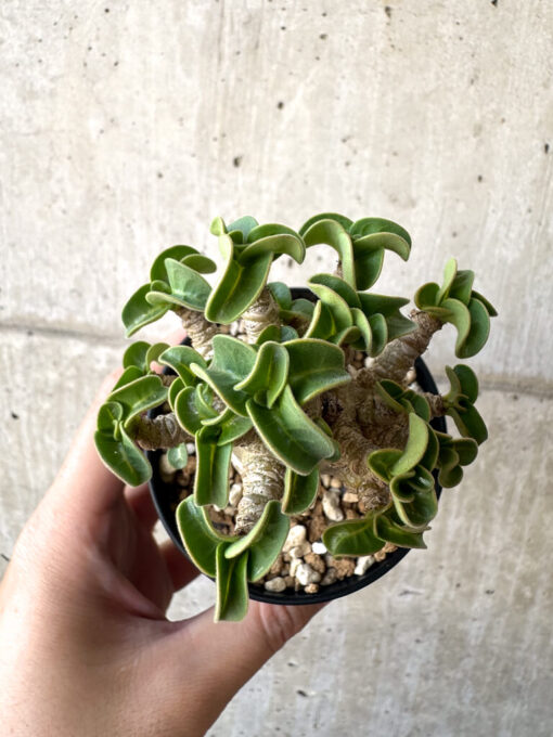 【現品限り】アデニウム・DHA 葉巻【AA3】 Adenium DHA【植物】塊根植物 夏型 コーデックス - 画像 (2)