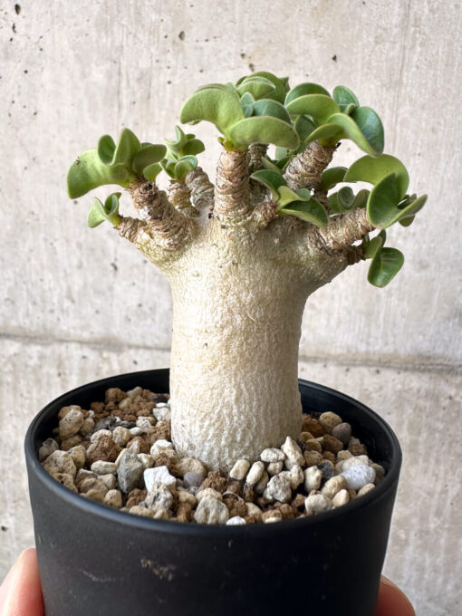 【現品限り】アデニウム・DHA 葉巻【AA3】 Adenium DHA【植物】塊根植物 夏型 コーデックス - 画像 (4)