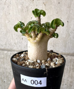 【現品限り】アデニウム・DHA 葉巻【AA4】 Adenium DHA【植物】塊根植物 夏型 コーデックス