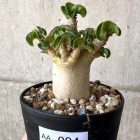 【現品限り】アデニウム・DHA 葉巻【AA4】 Adenium DHA【植物】塊根植物 夏型 コーデックス