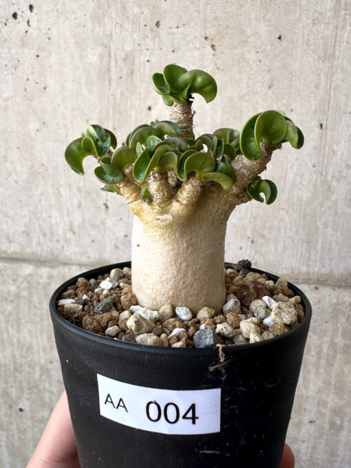 【現品限り】アデニウム・DHA 葉巻【AA4】 Adenium DHA【植物】塊根植物 夏型 コーデックス