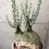 【現品限り】アデニア・スピノーサ 現地株 発根済み 1ヶ月管理【AA40】 Adenia spinosa【植物】塊根植物 夏型 コーデックス