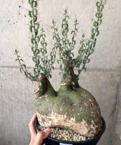 【現品限り】アデニア・スピノーサ 現地株 発根済み 1ヶ月管理【AA40】 Adenia spinosa【植物】塊根植物 夏型 コーデックス