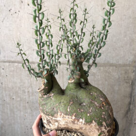 【現品限り】アデニア・スピノーサ 現地株 発根済み 1ヶ月管理【AA40】 Adenia spinosa【植物】塊根植物 夏型 コーデックス