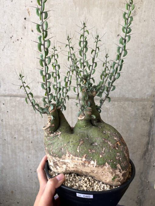 【現品限り】アデニア・スピノーサ 現地株 発根済み 1ヶ月管理【AA40】 Adenia spinosa【植物】塊根植物 夏型 コーデックス