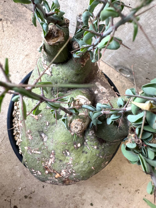 【現品限り】アデニア・スピノーサ 現地株 発根済み 1ヶ月管理【AA40】 Adenia spinosa【植物】塊根植物 夏型 コーデックス - 画像 (2)