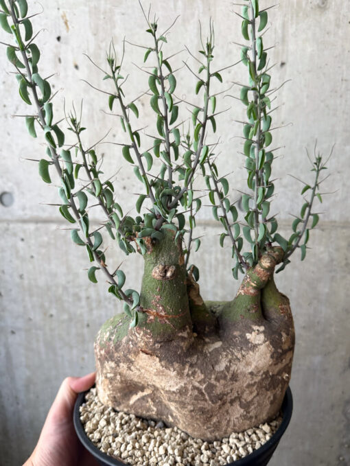 【現品限り】アデニア・スピノーサ 現地株 発根済み 1ヶ月管理【AA40】 Adenia spinosa【植物】塊根植物 夏型 コーデックス - 画像 (4)