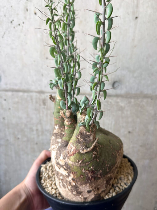 【現品限り】アデニア・スピノーサ 現地株 発根済み 1ヶ月管理【AA40】 Adenia spinosa【植物】塊根植物 夏型 コーデックス - 画像 (5)