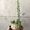 【現品限り】アデニア・スピノーサ 現地株 発根済み 1ヶ月管理【AA41】 Adenia spinosa【植物】塊根植物 夏型 コーデックス