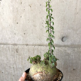 【現品限り】アデニア・スピノーサ 現地株 発根済み 1ヶ月管理【AA41】 Adenia spinosa【植物】塊根植物 夏型 コーデックス