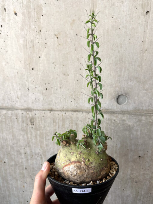 【現品限り】アデニア・スピノーサ 現地株 発根済み 1ヶ月管理【AA41】 Adenia spinosa【植物】塊根植物 夏型 コーデックス