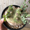 【現品限り】アデニア・スピノーサ 現地株 発根済み 1ヶ月管理【AA41】 Adenia spinosa【植物】塊根植物 夏型 コーデックス