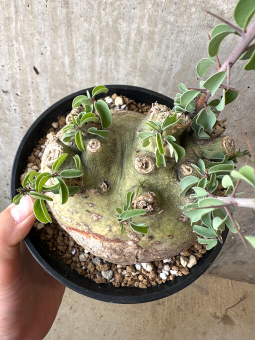 【現品限り】アデニア・スピノーサ 現地株 発根済み 1ヶ月管理【AA41】 Adenia spinosa【植物】塊根植物 夏型 コーデックス - 画像 (2)