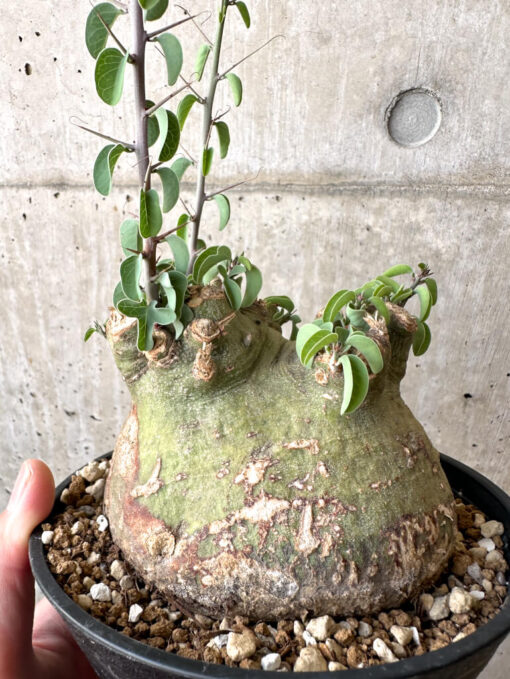 【現品限り】アデニア・スピノーサ 現地株 発根済み 1ヶ月管理【AA41】 Adenia spinosa【植物】塊根植物 夏型 コーデックス - 画像 (4)