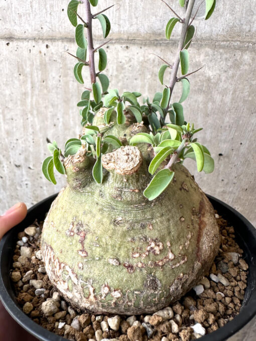 【現品限り】アデニア・スピノーサ 現地株 発根済み 1ヶ月管理【AA41】 Adenia spinosa【植物】塊根植物 夏型 コーデックス - 画像 (5)