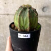 【現品限り】ユーフォルビア・オベサ 子ども付き【AA44】 Euphorbia obesa【植物】塊根植物 夏型 コーデックス