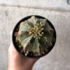【現品限り】ユーフォルビア・オベサ 子ども付き【AA44】 Euphorbia obesa【植物】塊根植物 夏型 コーデックス