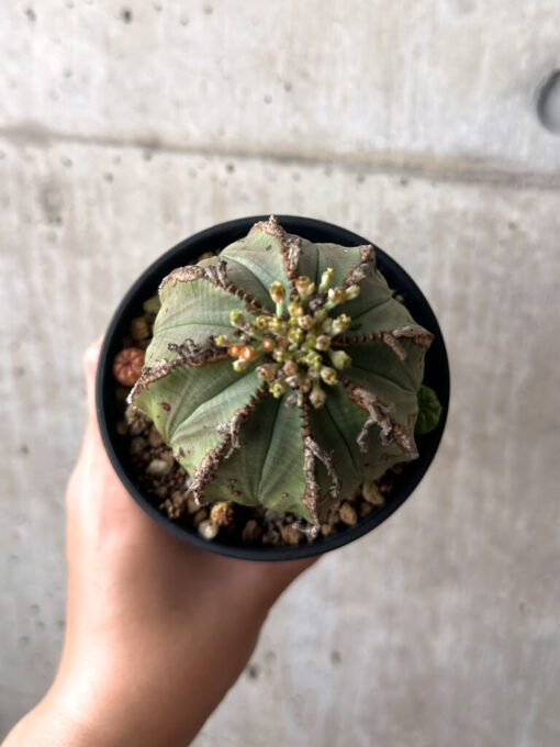 【現品限り】ユーフォルビア・オベサ 子ども付き【AA44】 Euphorbia obesa【植物】塊根植物 夏型 コーデックス - 画像 (2)