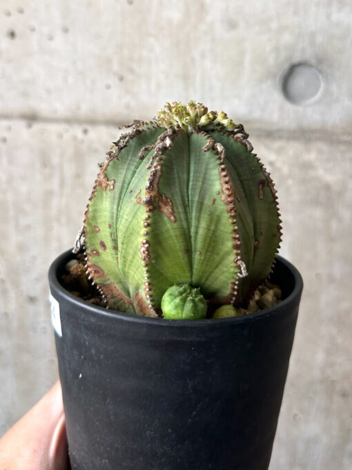 【現品限り】ユーフォルビア・オベサ 子ども付き【AA44】 Euphorbia obesa【植物】塊根植物 夏型 コーデックス - 画像 (3)