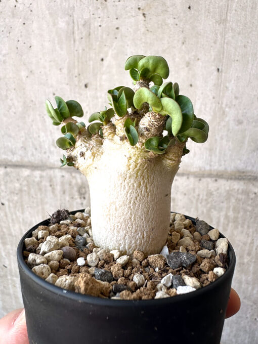 【現品限り】アデニウム・DHA 葉巻【AA4】 Adenium DHA【植物】塊根植物 夏型 コーデックス - 画像 (5)