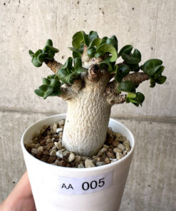 【現品限り】アデニウム・DHA 葉巻【AA5】 Adenium DHA【植物】塊根植物 夏型 コーデックス