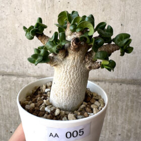 【現品限り】アデニウム・DHA 葉巻【AA5】 Adenium DHA【植物】塊根植物 夏型 コーデックス