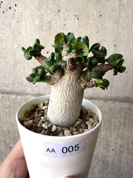 【現品限り】アデニウム・DHA 葉巻【AA5】 Adenium DHA【植物】塊根植物 夏型 コーデックス