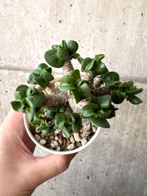 【現品限り】アデニウム・DHA 葉巻【AA5】 Adenium DHA【植物】塊根植物 夏型 コーデックス - 画像 (2)