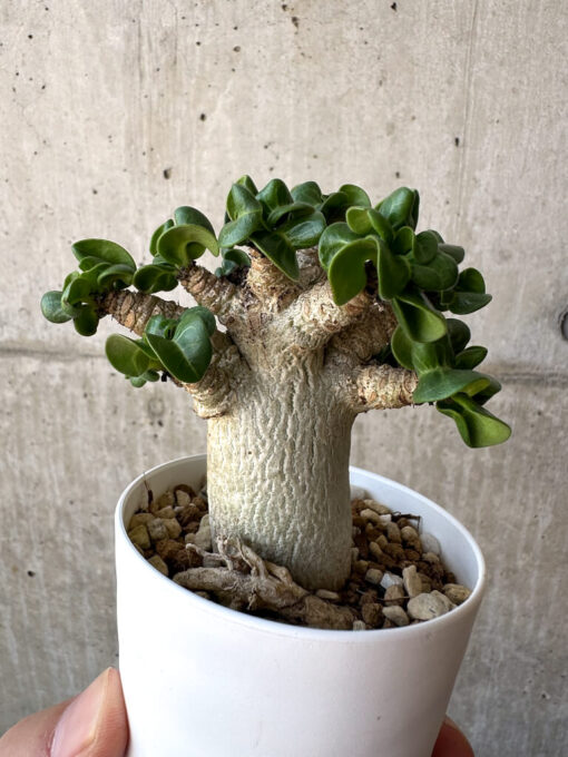 【現品限り】アデニウム・DHA 葉巻【AA5】 Adenium DHA【植物】塊根植物 夏型 コーデックス - 画像 (4)