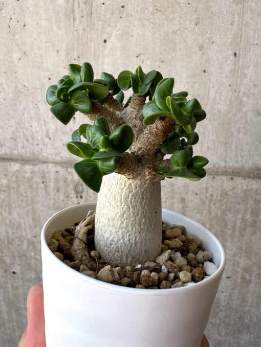 【現品限り】アデニウム・DHA 葉巻【AA5】 Adenium DHA【植物】塊根植物 夏型 コーデックス - 画像 (5)