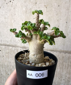 【現品限り】アデニウム・DHA 葉巻【AA6】 Adenium DHA【植物】塊根植物 夏型 コーデックス
