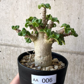 【現品限り】アデニウム・DHA 葉巻【AA6】 Adenium DHA【植物】塊根植物 夏型 コーデックス