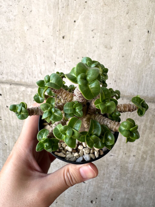 【現品限り】アデニウム・DHA 葉巻【AA6】 Adenium DHA【植物】塊根植物 夏型 コーデックス - 画像 (2)
