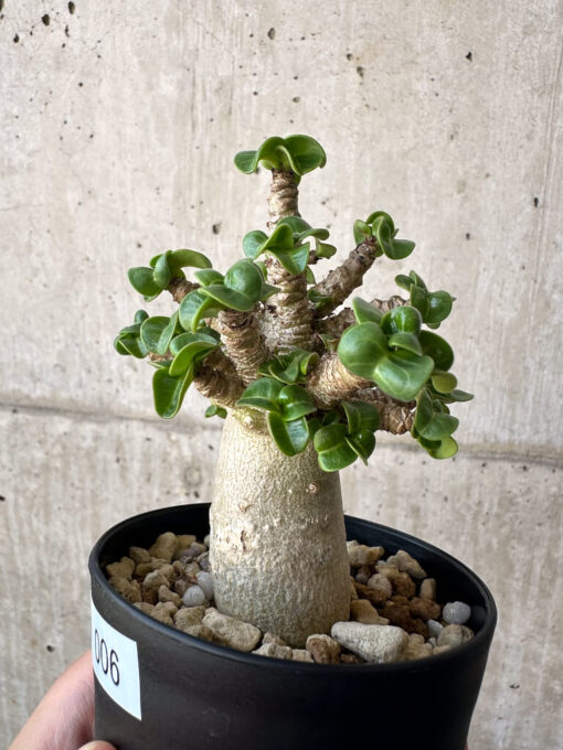 【現品限り】アデニウム・DHA 葉巻【AA6】 Adenium DHA【植物】塊根植物 夏型 コーデックス - 画像 (3)