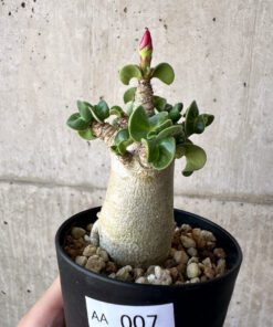 【現品限り】アデニウム・DHA 葉巻【AA7】 Adenium DHA【植物】塊根植物 夏型 コーデックス