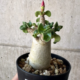 【現品限り】アデニウム・DHA 葉巻【AA7】 Adenium DHA【植物】塊根植物 夏型 コーデックス
