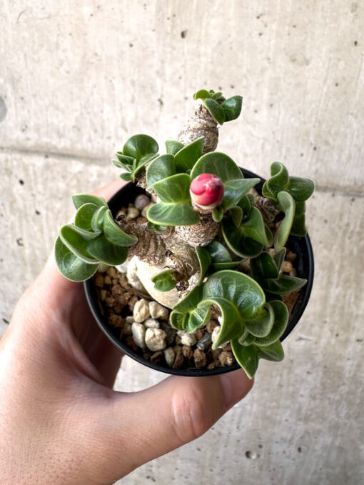 【現品限り】アデニウム・DHA 葉巻【AA7】 Adenium DHA【植物】塊根植物 夏型 コーデックス - 画像 (2)