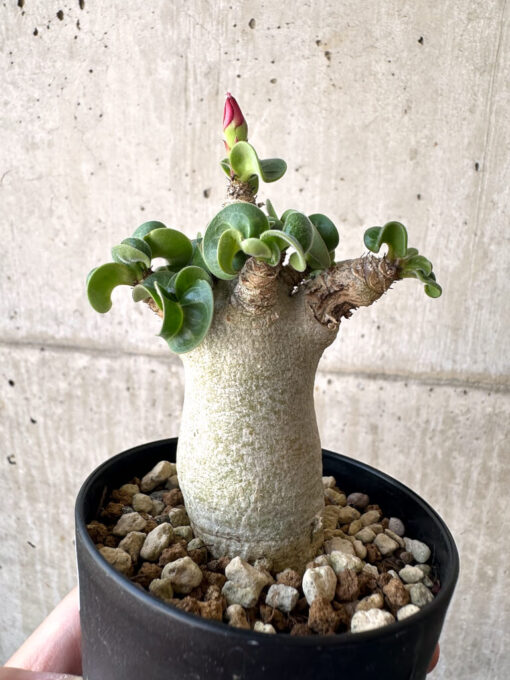 【現品限り】アデニウム・DHA 葉巻【AA7】 Adenium DHA【植物】塊根植物 夏型 コーデックス - 画像 (3)