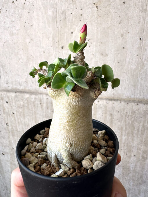 【現品限り】アデニウム・DHA 葉巻【AA7】 Adenium DHA【植物】塊根植物 夏型 コーデックス - 画像 (5)