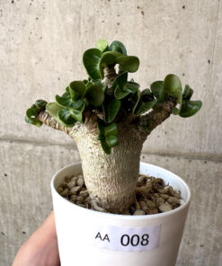 【現品限り】アデニウム・DHA 葉巻【AA8】 Adenium DHA【植物】塊根植物 夏型 コーデックス