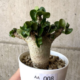 【現品限り】アデニウム・DHA 葉巻【AA8】 Adenium DHA【植物】塊根植物 夏型 コーデックス