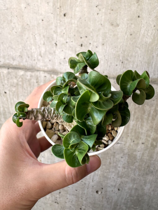 【現品限り】アデニウム・DHA 葉巻【AA8】 Adenium DHA【植物】塊根植物 夏型 コーデックス - 画像 (2)