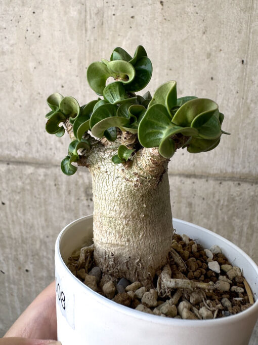 【現品限り】アデニウム・DHA 葉巻【AA8】 Adenium DHA【植物】塊根植物 夏型 コーデックス - 画像 (3)