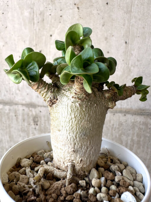 【現品限り】アデニウム・DHA 葉巻【AA8】 Adenium DHA【植物】塊根植物 夏型 コーデックス - 画像 (4)