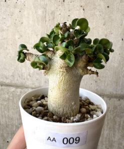 【現品限り】アデニウム・DHA 葉巻【AA9】 Adenium DHA【植物】塊根植物 夏型 コーデックス