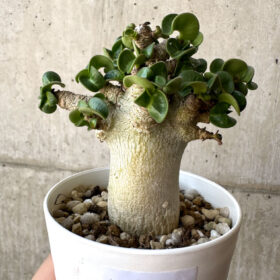 【現品限り】アデニウム・DHA 葉巻【AA9】 Adenium DHA【植物】塊根植物 夏型 コーデックス
