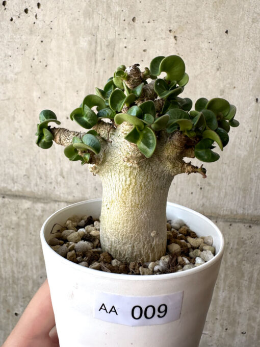 【現品限り】アデニウム・DHA 葉巻【AA9】 Adenium DHA【植物】塊根植物 夏型 コーデックス