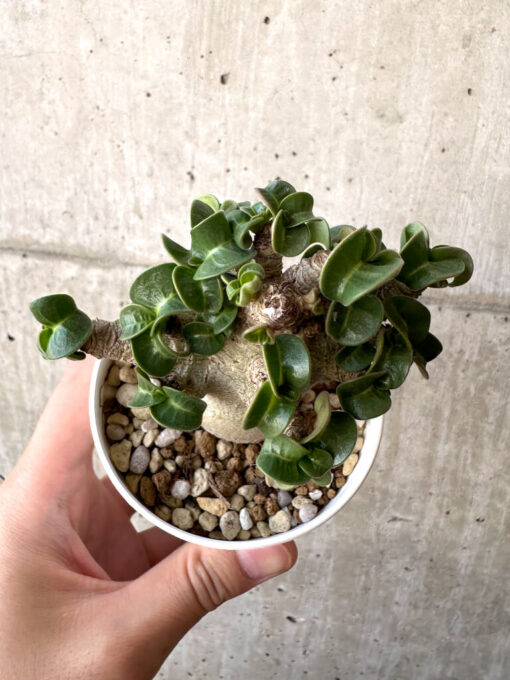 【現品限り】アデニウム・DHA 葉巻【AA9】 Adenium DHA【植物】塊根植物 夏型 コーデックス - 画像 (2)
